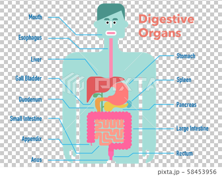 各部位の名称が記載された消化器官のかわいくてシンプルなイラストのイラスト素材