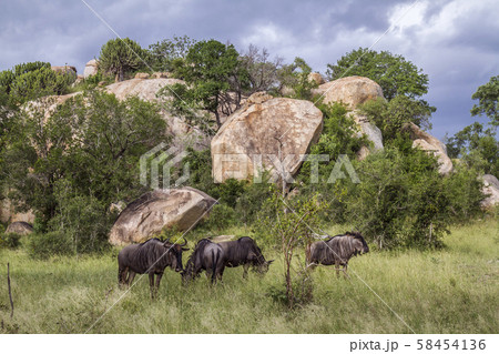 Blue wildebeest in Kruger National park, South 58454136