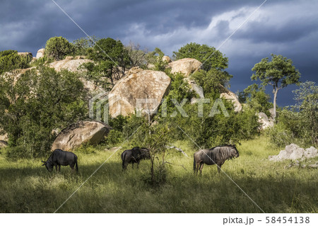 Blue wildebeest in Kruger National park, South Blue wildebeest in Kruger National park, South 58454138