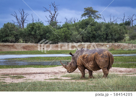 Southern white rhinoceros in Kruger National park, 58454205
