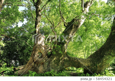 千本楠 千本楠 58454321