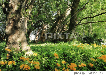 ヒガンバナと千本楠 58454347