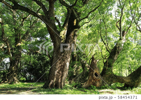 千本楠 千本楠 58454371