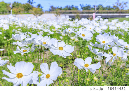 馬見丘陵公園　秋 58454482