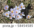 クロッカスの花 58454585