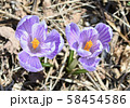 クロッカス 58454586