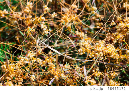 Dodder Genus Cuscuta is The parasite wraps Dodder Genus Cuscuta is The parasite wraps 58455172