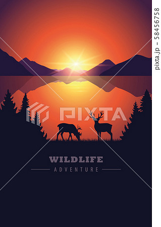 elk in the wilderness wildlife adventure by the lake at sunset 58456758