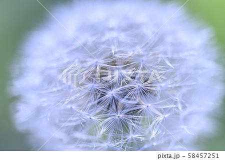 たんぽぽ 58457251