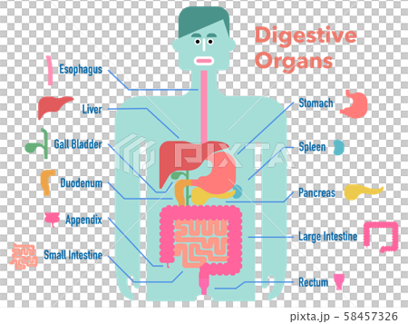 各部位のカットアウトと名称が記載された消化器官のかわいくてシンプルなイラスト 58457326
