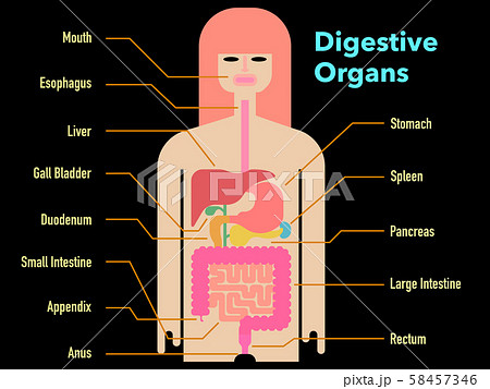 黒背景に各部位の名称が記載された消化器官のカラフルでシンプルなイラストのイラスト素材