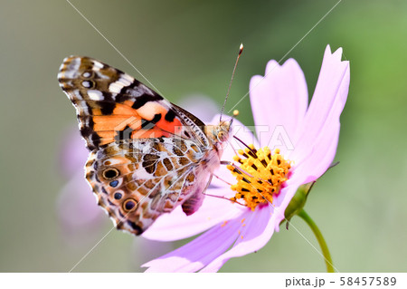 ヒメアカタテハ 58457589