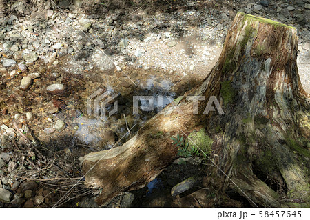 森の流木 森の流木 58457645