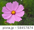 コスモス 58457874