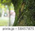 苔と光 58457875