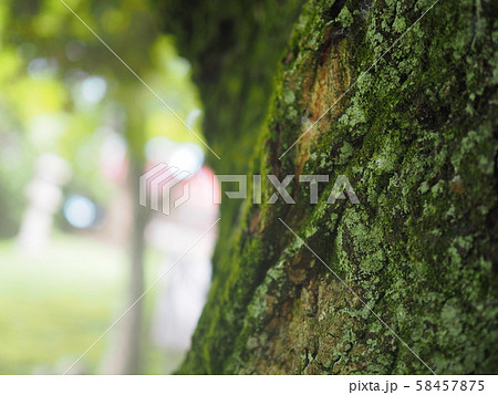 苔と光 58457875