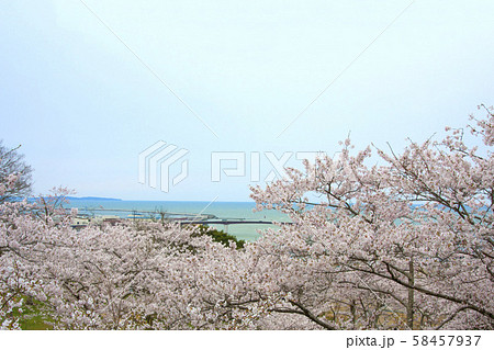 日和山のさくらと石巻港 58457937