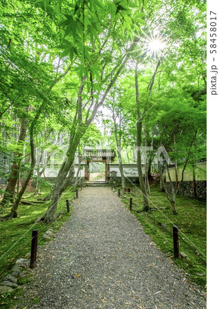 《京都》新緑の地蔵院 58458017