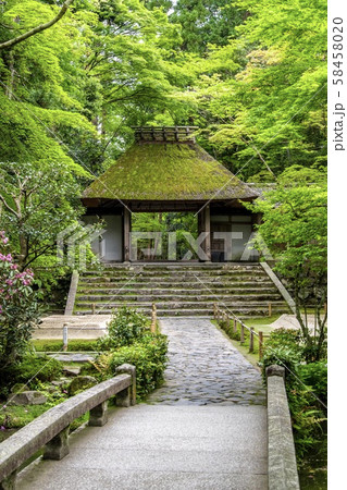 《京都》新緑の法然院 58458020