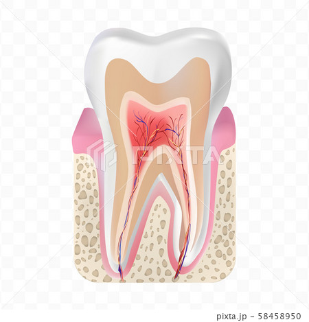White tooth structure on transparent background.  58458950