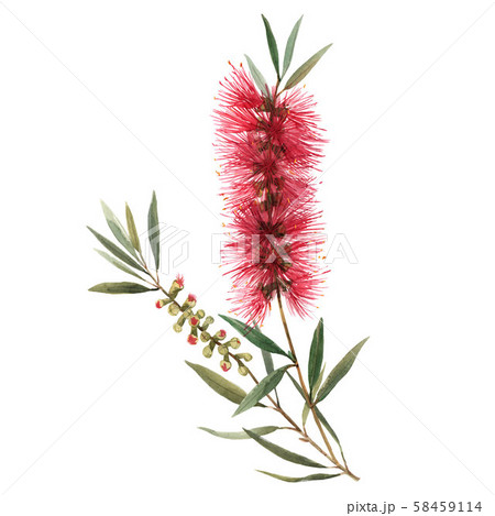 Watercolor australian callistemon illustration 58459114