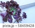 黒法師 58459428