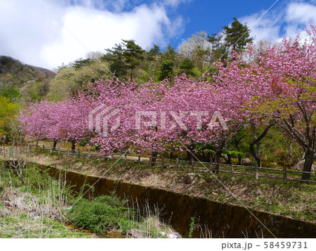 マキノ高原千本桜/満開の八重桜/琵琶湖国定公園 58459731