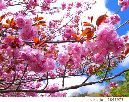 マキノ高原千本桜/満開の八重桜/琵琶湖国定公園 58459734