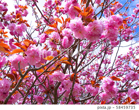 マキノ高原千本桜/満開の八重桜/琵琶湖国定公園 58459735