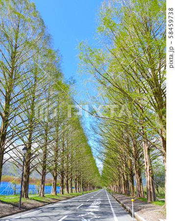 マキノ高原のメタセコイア並木(新緑の季節）/新・日本の街路樹百景/琵琶湖国定公園 58459738
