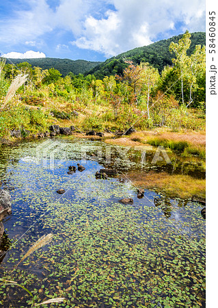長野県 乗鞍高原 まいめの池 紅葉 長野県 乗鞍高原 まいめの池 紅葉 58460845