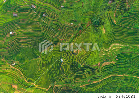 Aerial top view of paddy rice terraces, green Aerial top view of paddy rice terraces, green 58461031