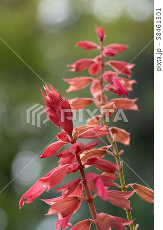 真っ赤なサルビア 真っ赤なサルビア 58461301