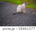 道に佇む猫 58461377