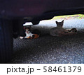 車の影から振り返って見ている子猫と成猫 58461379