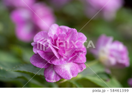 薔薇の花のようなインパチェンス 58461399