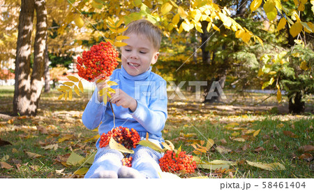 A child in the autumn Park plays and laughs merrily, he plays with yellow leaves and Rowan berries A child in the autumn Park plays and laughs merrily, he plays with yellow leaves and Rowan berries 58461404