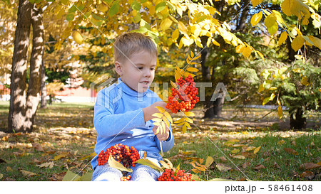 A child in the autumn Park plays and laughs merrily, he plays with yellow leaves and Rowan berries A child in the autumn Park plays and laughs merrily, he plays with yellow leaves and Rowan berries 58461408