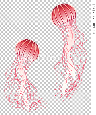 Jellyfish illustration_Red jellyfish_2 Jellyfish illustration_Red jellyfish_2 58461501
