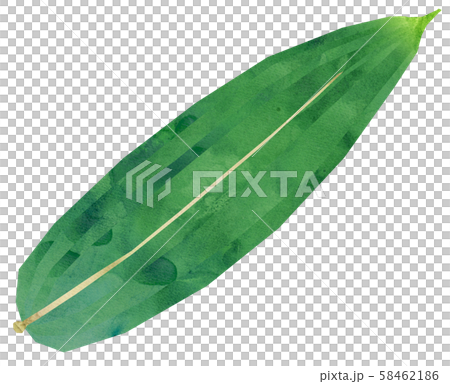 Sasa leaves Sasa leaves 58462186