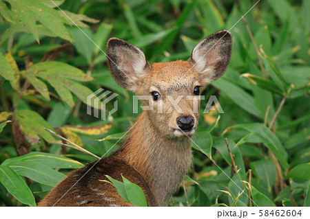 エゾシカのアップ 58462604
