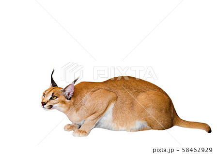 Caracal cat,kitty 8 month isolate on Caracal cat,kitty 8 month isolate on 58462929