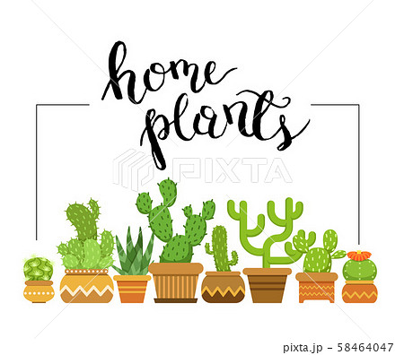 Vector home plants framed illustration with home cacti in pots 58464047