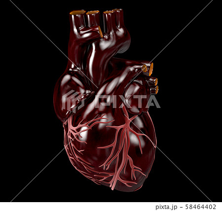 Human Heart Anatomy Of Human Heart 3dのイラスト素材