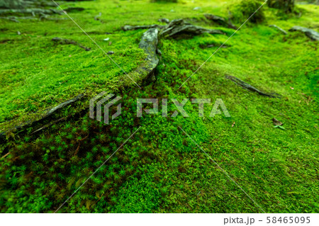 法然院の苔 58465095