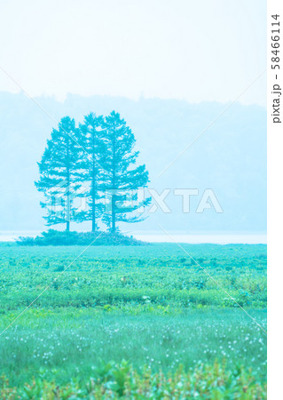 尾瀬沼の三本松 尾瀬沼の三本松 58466114