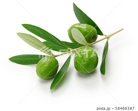 オリーブの実と葉の写真素材