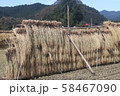 稲穂干し２０１９０４ 58467090