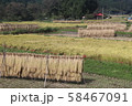 稲束干し２０１９０５ 58467091