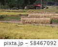 稲束干し２０１９０６ 58467092